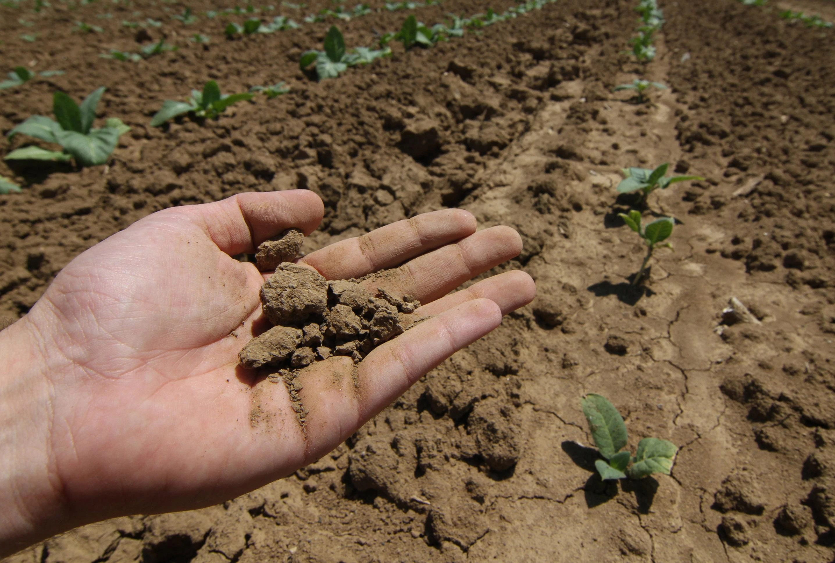 Cinque cose da sapere sul prossimo fondo agricolo dell’UE