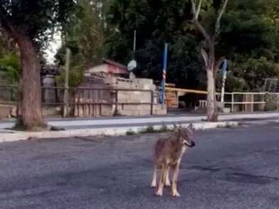 Catturato il lupo avvistato a Porta di Roma: “Ha aggredito un bimbo nel parco”