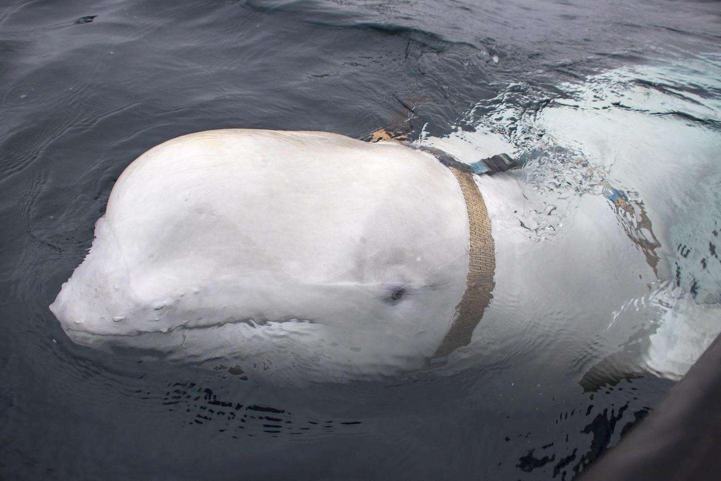 Risolto il mistero di Hvaldimir, il beluga-spia della Russia