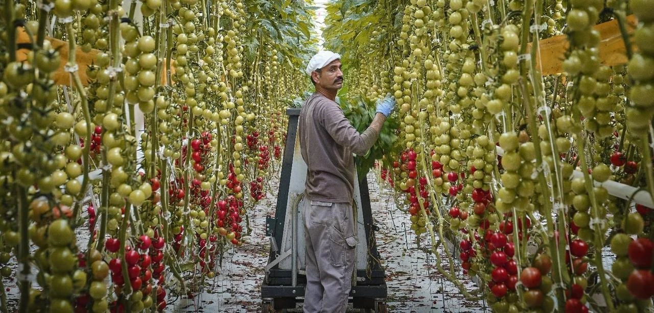 La lotteria del decreto flussi: tanti clic, pochi arrivi. Dalle domande ai permessi: il percorso a ostacoli dell’immigrazione legale per lavoro