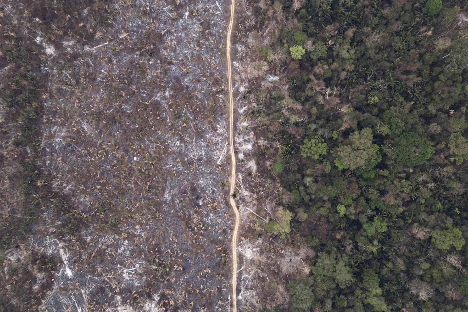 Cosa c’entra l’Europa con la deforestazione e perché “problemi informatici” rischiano di peggiorare la situazione
