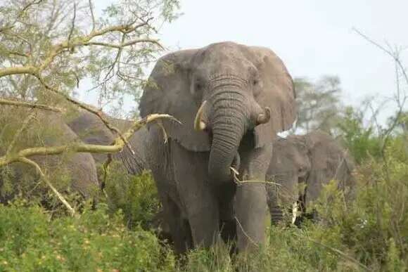 Turista ucciso da un elefante in Sudafrica. “Sceso dall’auto per una foto, è stato travolto”