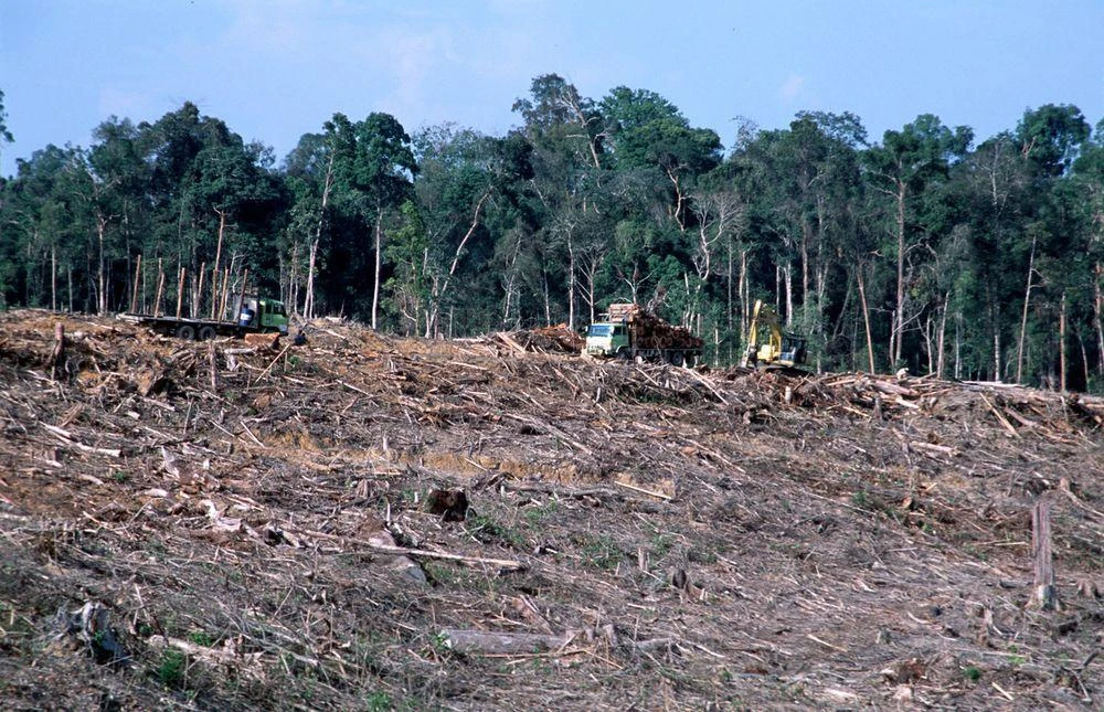 I ministri dell’Agricoltura si oppongono alle norme UE sulla deforestazione