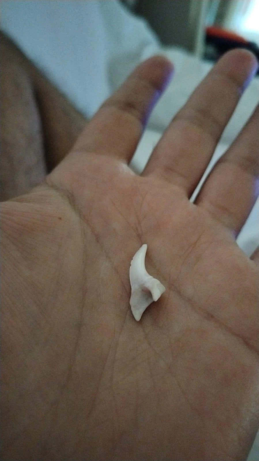 Denti di squalo e conchiglie protette: il contrabbando passa (anche) dai bagagli aerei