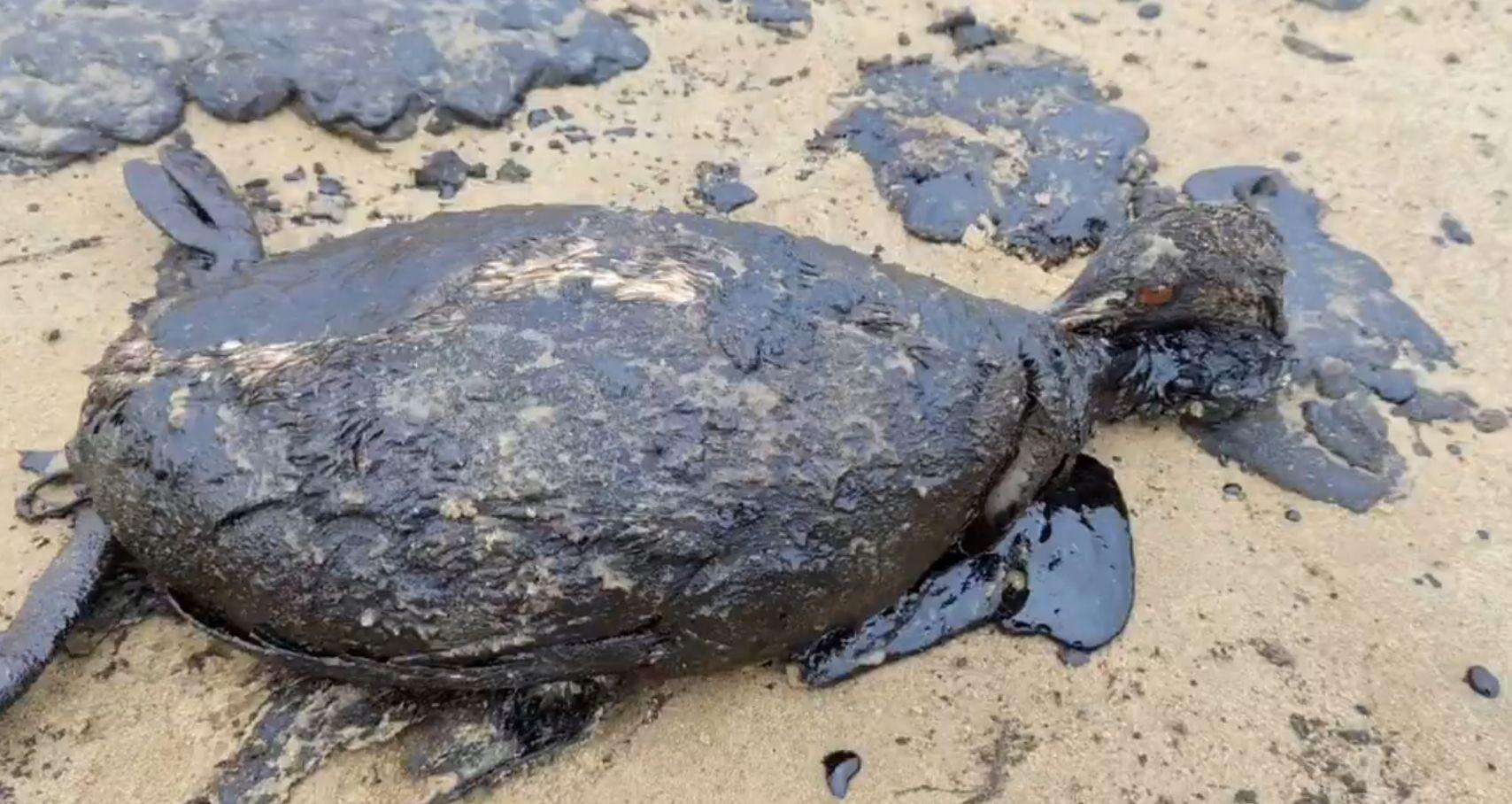 Petroliere russe affondate nel Mar Nero, “La macchia di petrolio copre già 60 chilometri di costa. Morti gli uccelli contaminati”