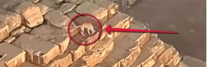 C’è un cane in cima alla piramide di Giza: come ci è arrivato?