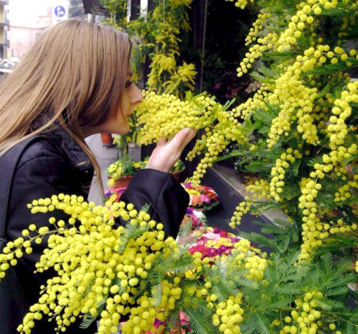 Mimose attaccate da un fungo parassita, la Festa della donna diventa più cara