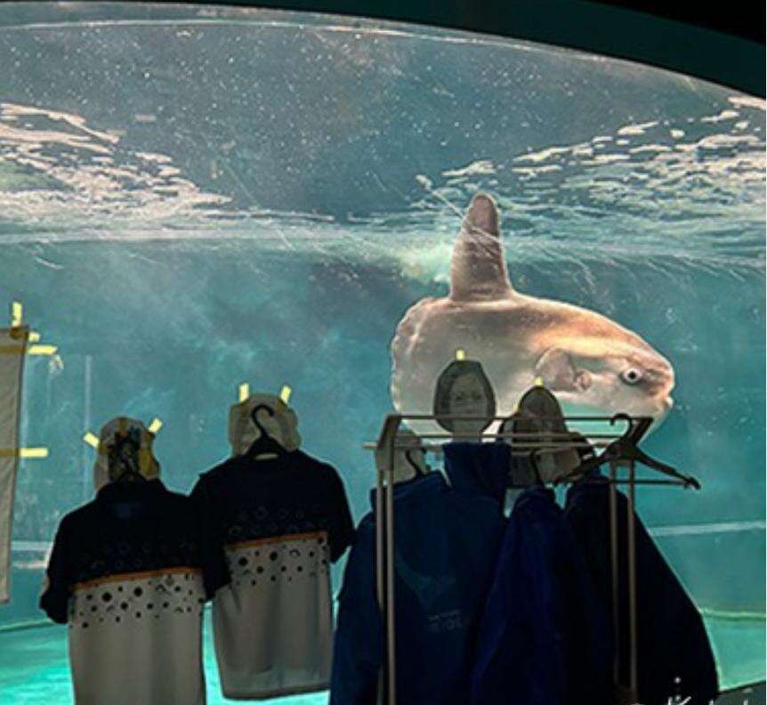 Giappone, la solitudine del pesce Mambo. E l’acquario mette dei manichini davanti alla vasca