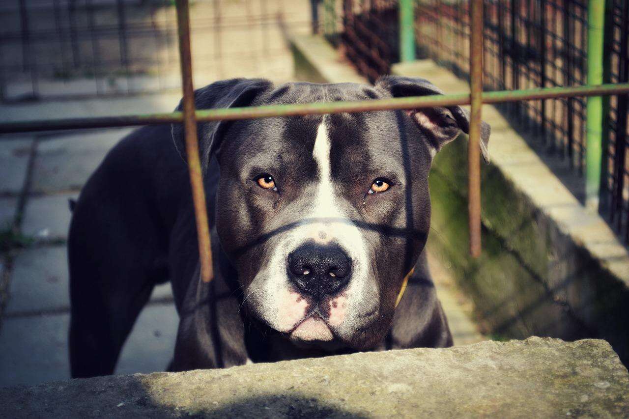 Aggredito dai pitbull a Ostia, il veterinario: “Razza difficile da gestire”. Ecco come fare