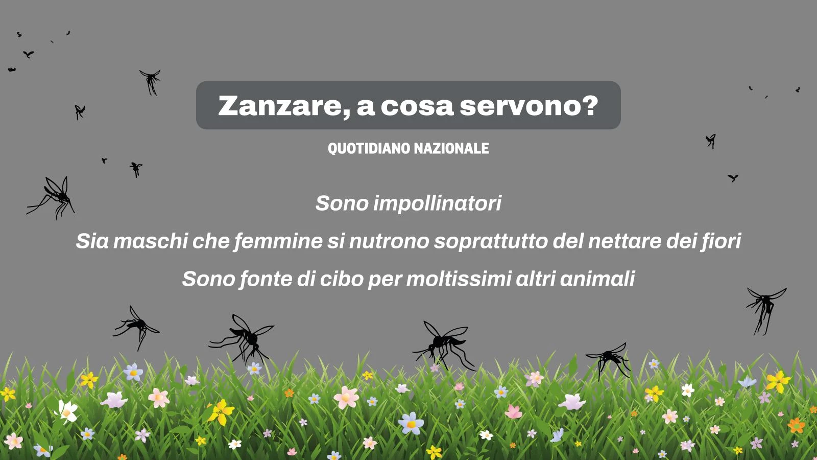 Zanzare, che estate ci aspetta. Dengue e Chikungunya, perché c’entra (anche) il prezzo del petrolio