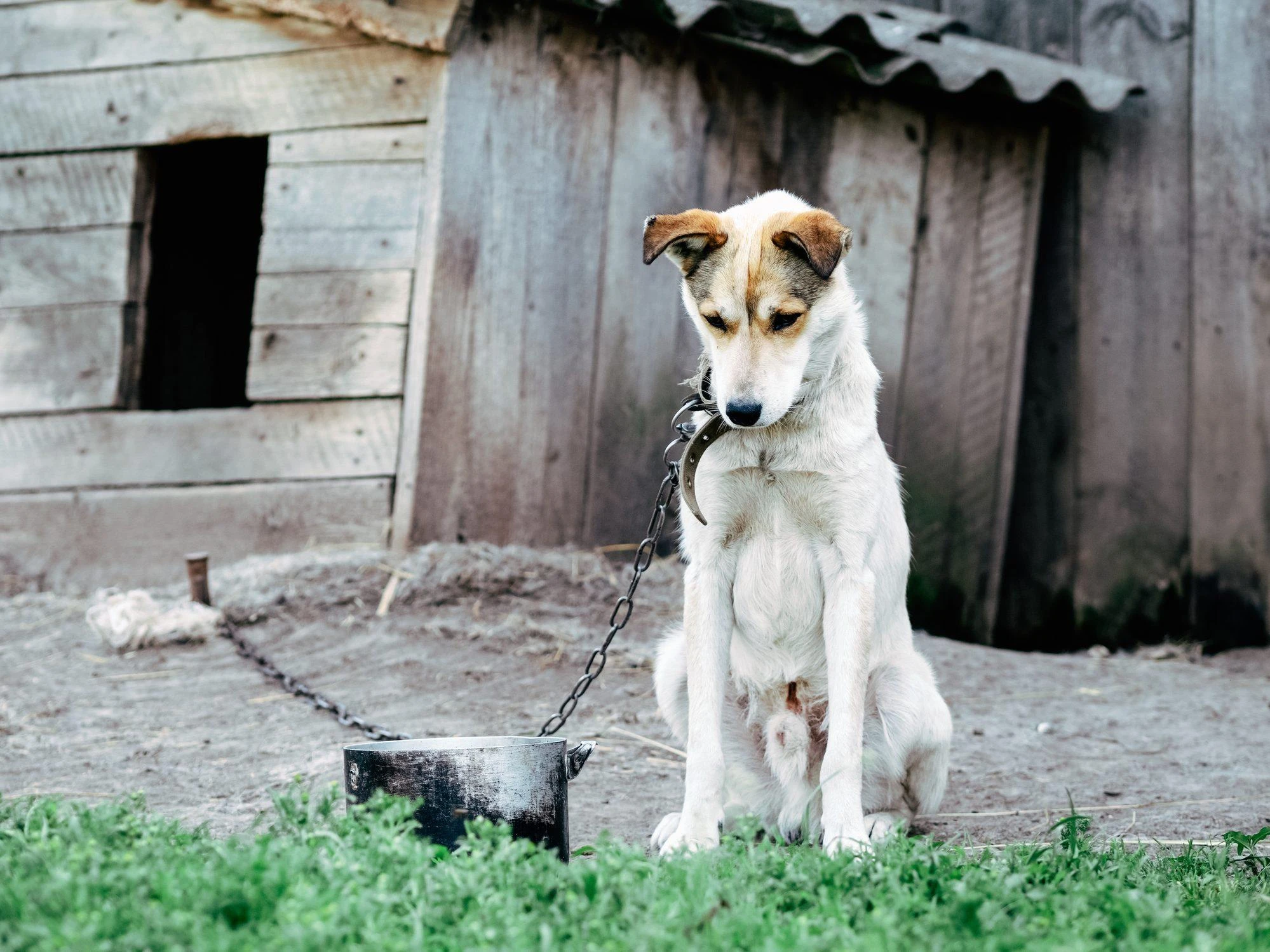 Animali, ora la legge li difende davvero: carcere e multe salate per chi li maltratta