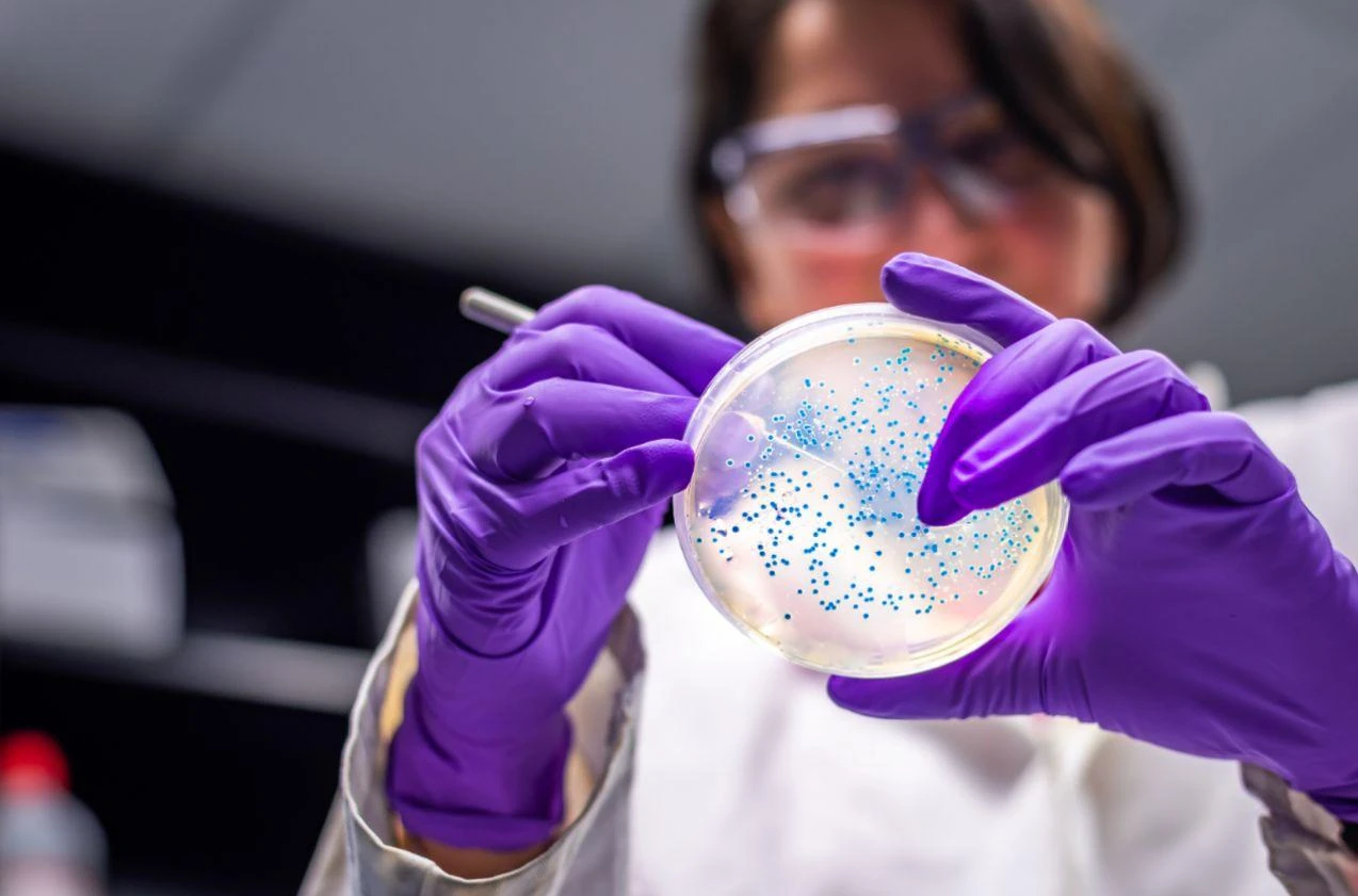 Allerta sanitaria in Usa: primo caso umano di verme mangia-carne del Nuovo Mondo