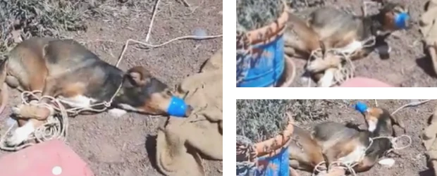 El maltrato animal crece durante la pandemia
