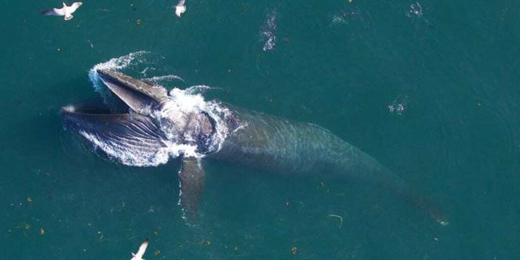 Las ballenas más grandes del mundo comen tres veces más de lo que se creía