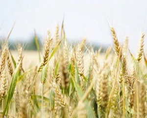 Україна вперше за багато років відправила вантаж зерна у Саудівську Аравію