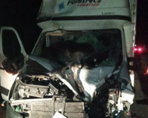 Під Києвом лось врізався в авто та убив пасажира