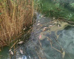 На водосховищі в Одеській області масово загинула риба