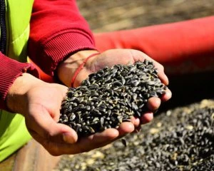 Уряд знайшов спосіб знизити ціни на олію