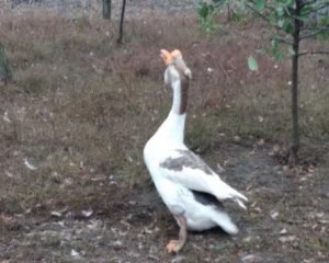 Друг і помічник: в Україні знайшли найстарішого гусака