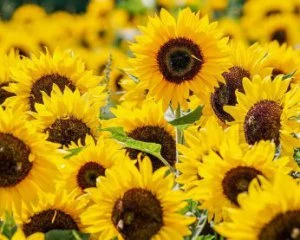 В Україну заходить справжня літня спека
