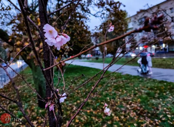 У Києві розквітла сакура