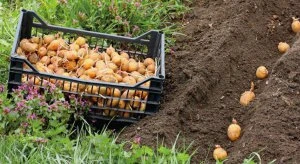 Літня картопля росте солодшою