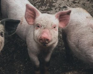 Китайські вчені виявили небезпечний тип свинячого грипу