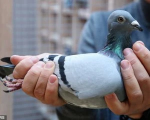 Продали голуба за рекордні $1,9 млн