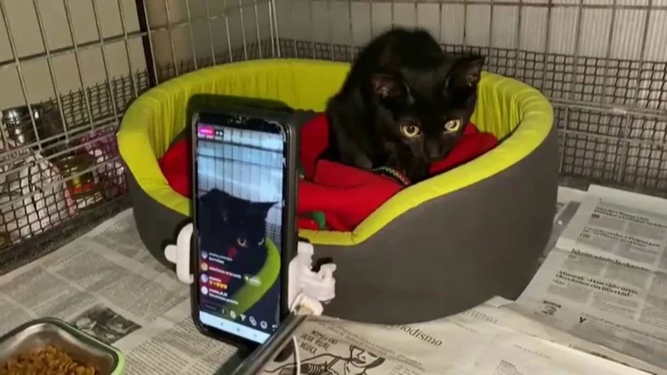 Un refugio de Barcelona acoge a gatos de personas fallecidas por COVID