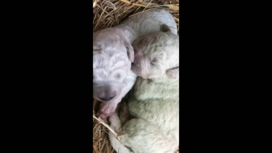 Sorprendente nacimiento de un perro verde en Cerdeña