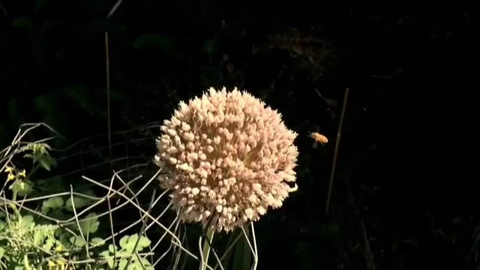 Sin insectos no habría vida