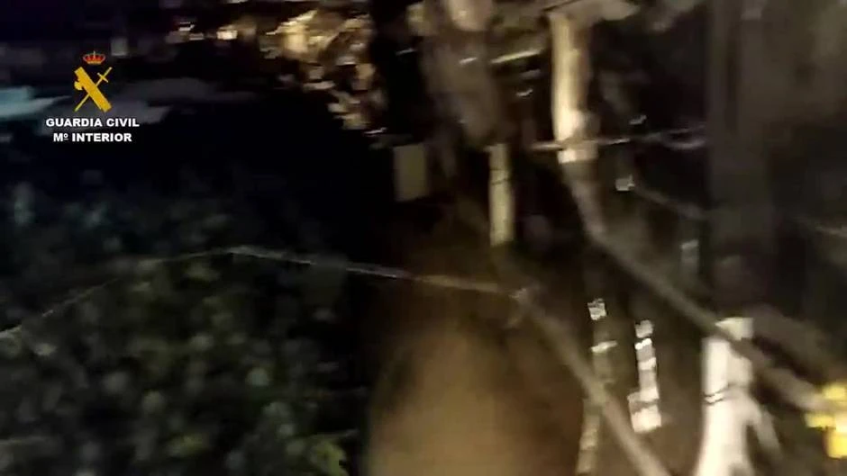 Desmantelada una plantación de marihuana en Gibraleón (Huelva)