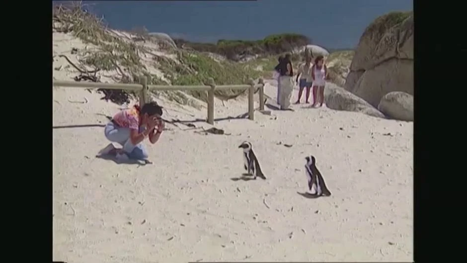Crías de pingüino en riesgo de extinción serán liberadas de una reserva para una nueva colonia reproductora en Sudáfrica