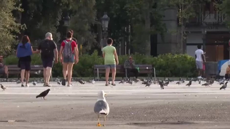 Las gaviotas protegen sus nidos en Barcelona