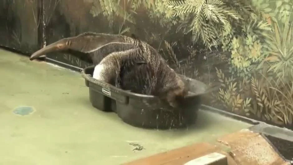 Lupito se remoja en el zoo de Chicago