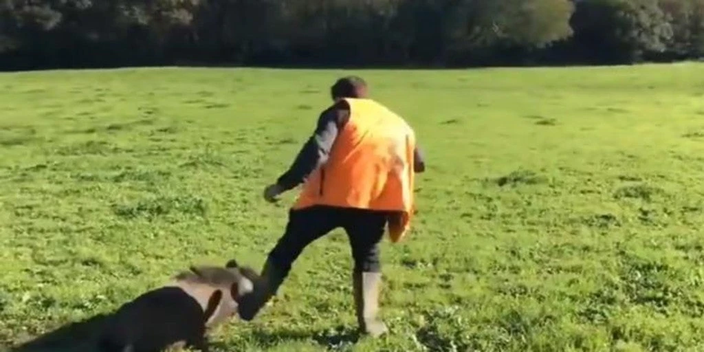 En vídeo: Un jabalí engaña a unos cazadores haciéndose el muerto para después atacarlos por sorpresa