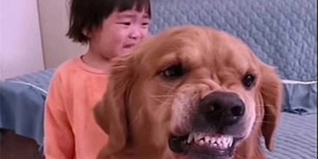 Un Golden Retriever defiende a una niña pequeña de la bronca de su madre y su reacción se vuelve viral