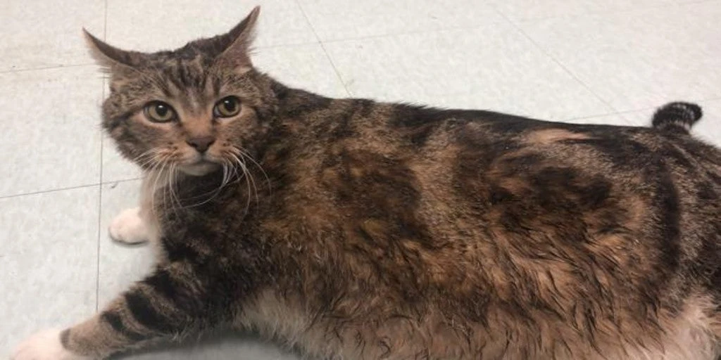Lasaña, el gato abandonado durante el confinamiento por haber cogido casi 10 kilos