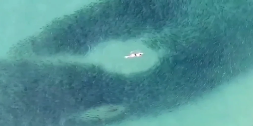 Un grupo de bañistas nada sin saberlo entre tiburones en una playa de Australia
