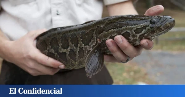 Un pez que camina en tierra y respira fuera del agua pone en jaque a la primera potencia mundial