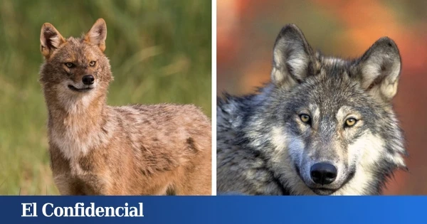 Una nueva guerra se libra en los bosques de Europa: un depredador gana terreno aprovechando la debilidad del lobo