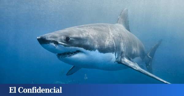 Investigadores descubren cocaína en tiburones de Brasil: todo lo que se sabe sobre el impactante hallazgo