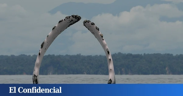Tonga quiere dar personalidad jurídica a sus ballenas: así es la sorprendente propuesta y todo lo que implica