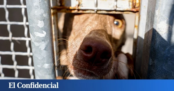 Desmantelado un criadero ilegal en Almería: perros con deformidades y cadáveres descompuestos