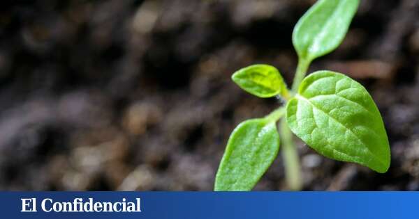 No solo las plantas: algunos animales también hacen la fotosíntesis, según la ciencia