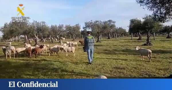 ¿Por qué un pastor robaría 264 ovejas? Lo que hay detrás de estos delitos en el campo