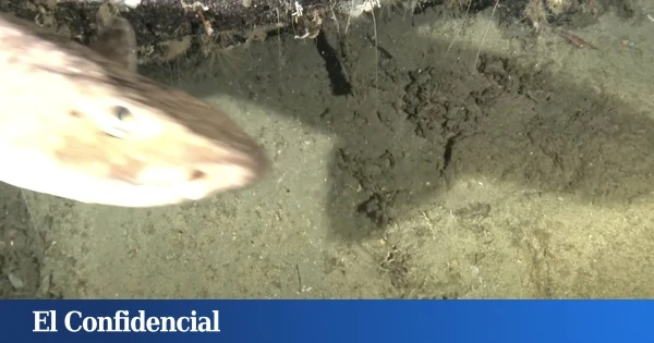 Ponen una cámara trampa y graban por primera vez a un extraño animal en estado salvaje