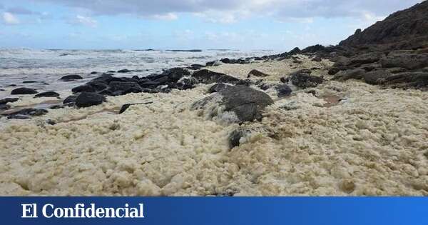 Una misteriosa espuma ha llegado a Australia y ha hecho saltar las alarmas: peces muertos y más de 100 surfistas enfermos