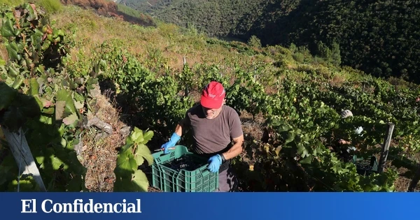 La vendimia tras el fuego: los drones debutan en una cosecha mermada por el clima
