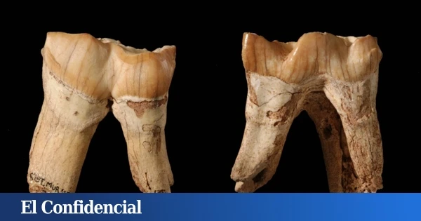 Los neandertales que vivían en España coleccionaban dientes de rinoceronte: por fin sabemos por qué